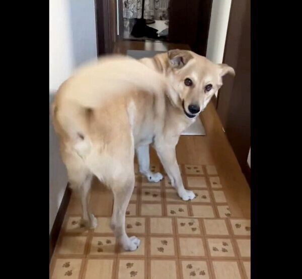 全力のお出迎えをする、てんくん