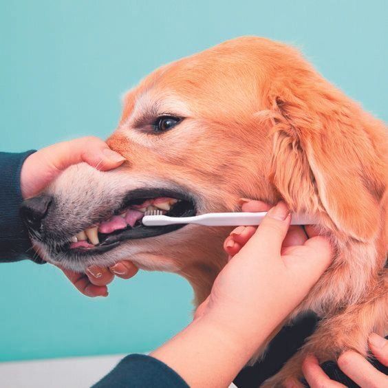 犬用歯ブラシに犬用歯みがきペーストをつけ、やさしい力加減でみがきます。口は閉じたままでも、横側から差しこめばOK