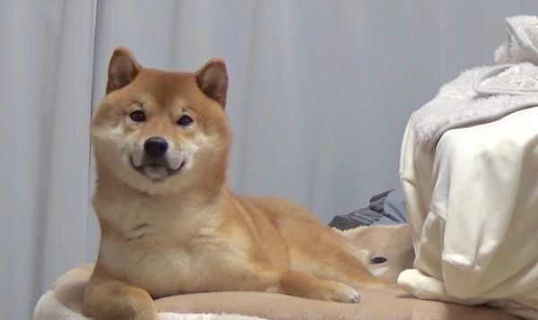 じゃんけんをする柴犬