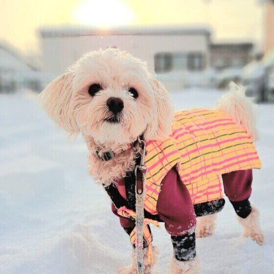 犬の遊びが健康にもたらす効能とは？ 獣医師に聞いてみた いぬのきもち