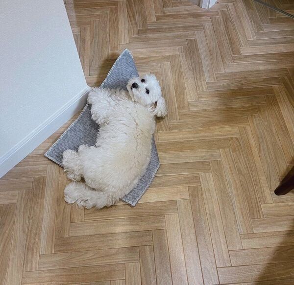 お風呂マットの上で寝るまるこちゃん