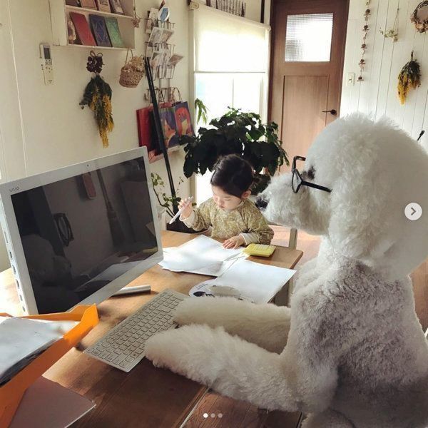 スタンダード・プードルと女の子