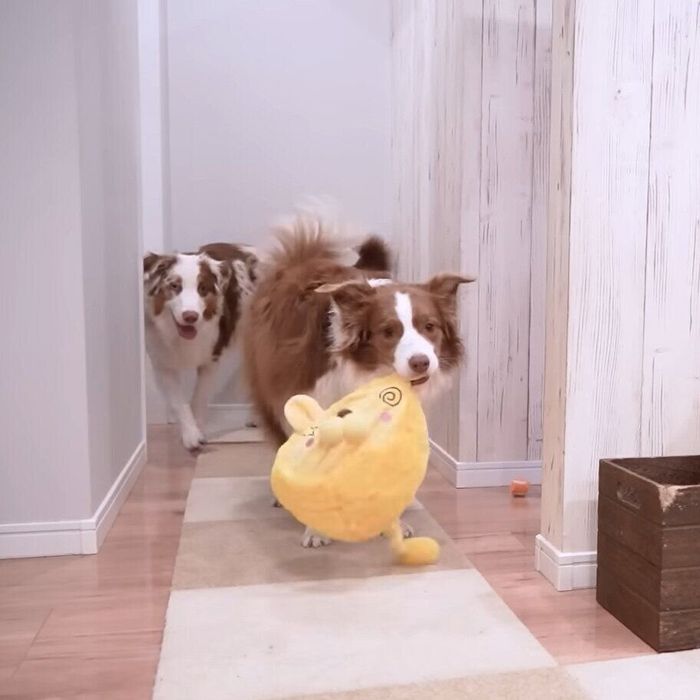 ライオンをぶん回すリーリエちゃん