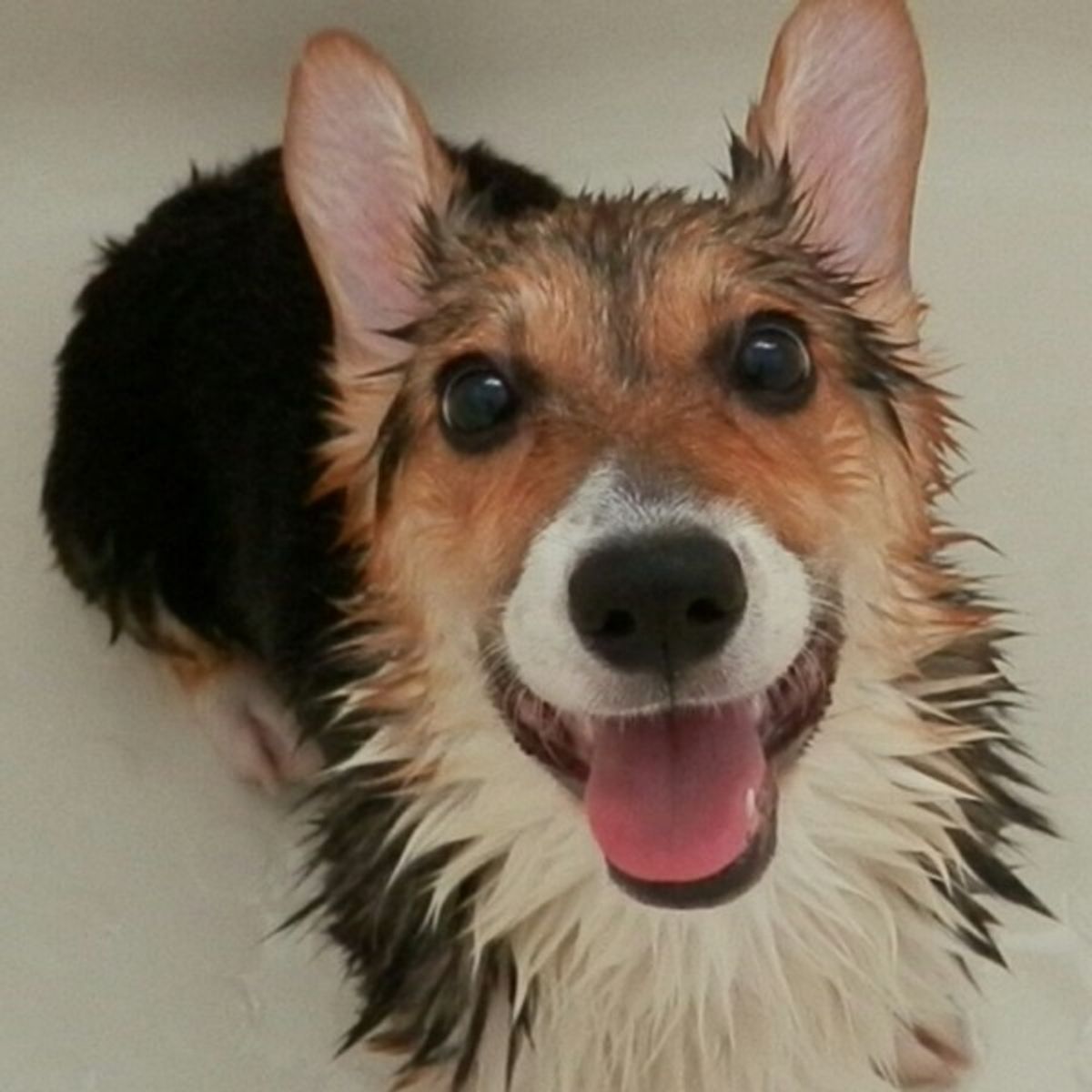 初心者向け 犬のドライヤーのかけ方 速乾のコツや注意点とは いぬのきもちweb Magazine 初心者向け 犬のドライヤーのかけ方 速乾のコツや注意点とは いぬのきもちweb Magazine