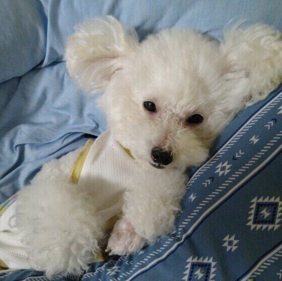 トイ・プードルのみるくちゃん