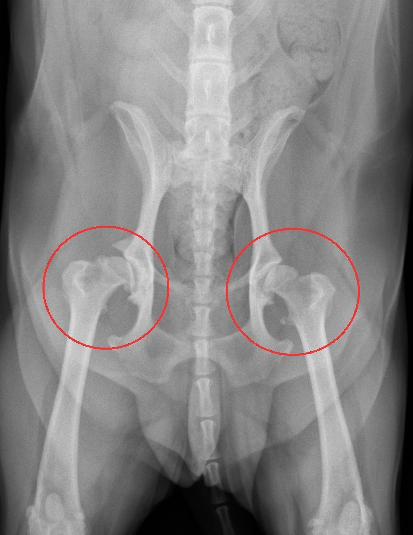 症例写真提供／ノヤ動物病院