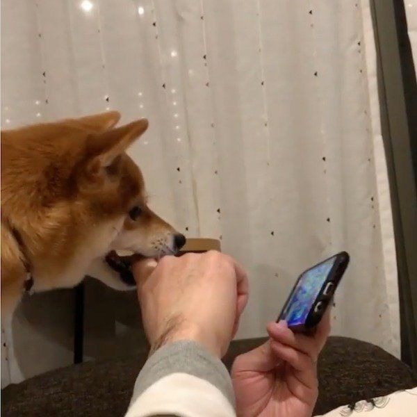 ゲームをするパパを邪魔するにこちゃん