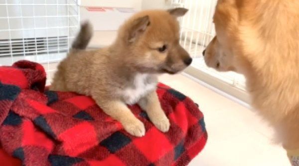 初対面する福ちゃんと富くん