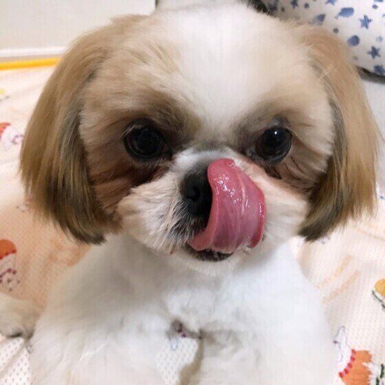 シー・ズー・大福君・舌をペロリ