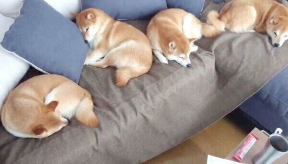 ソファを占拠する柴犬一家
