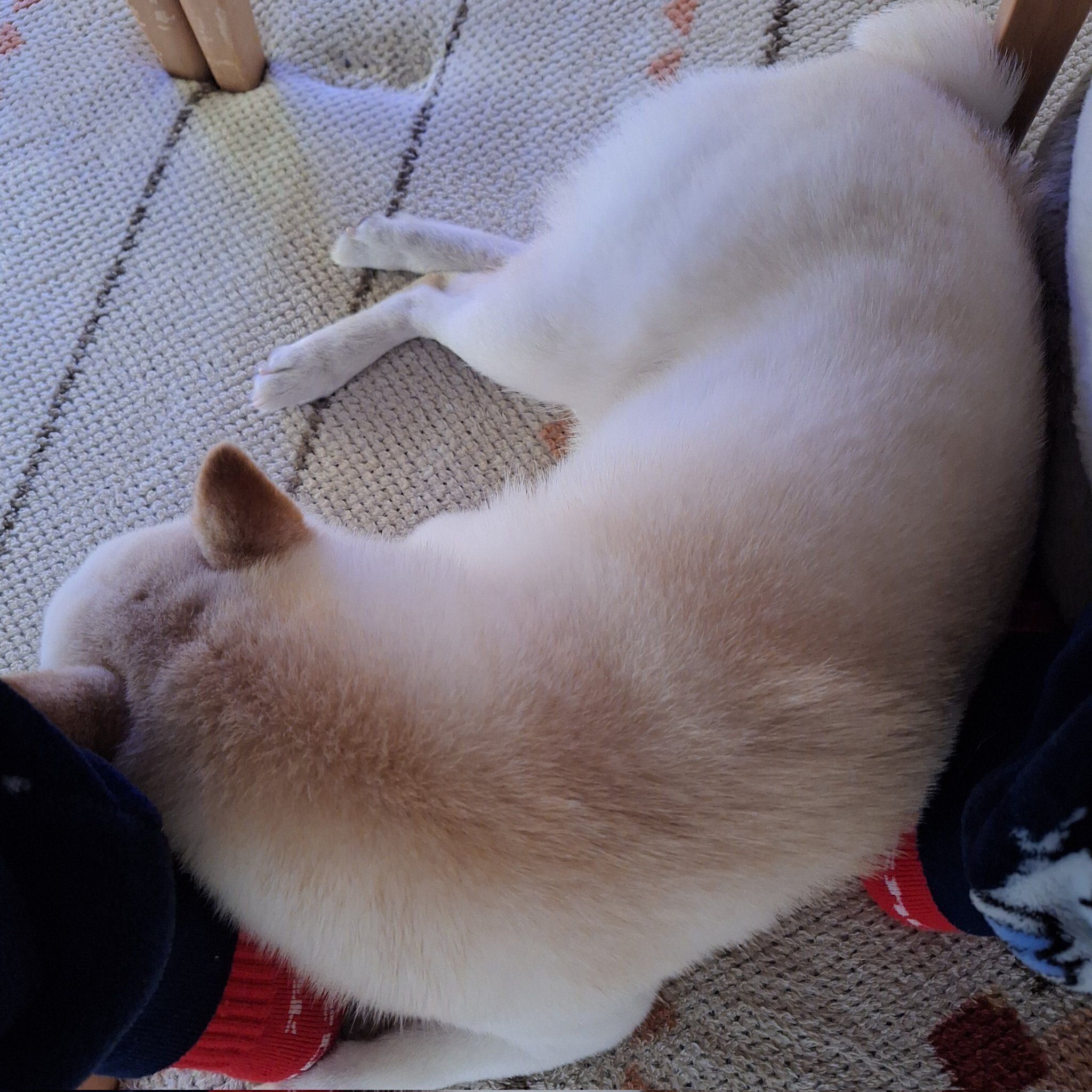 飼い主さんの足を枕にして眠るバニラちゃん