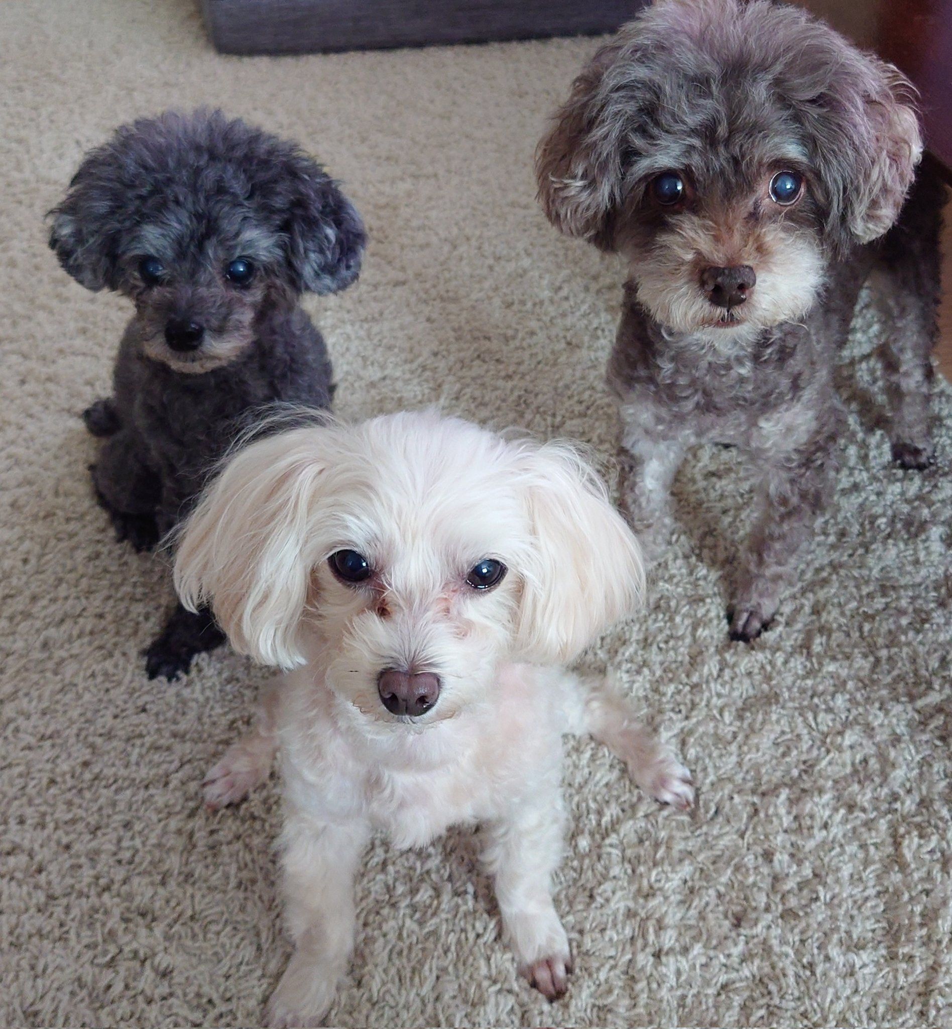 一緒に暮らす、3匹の犬