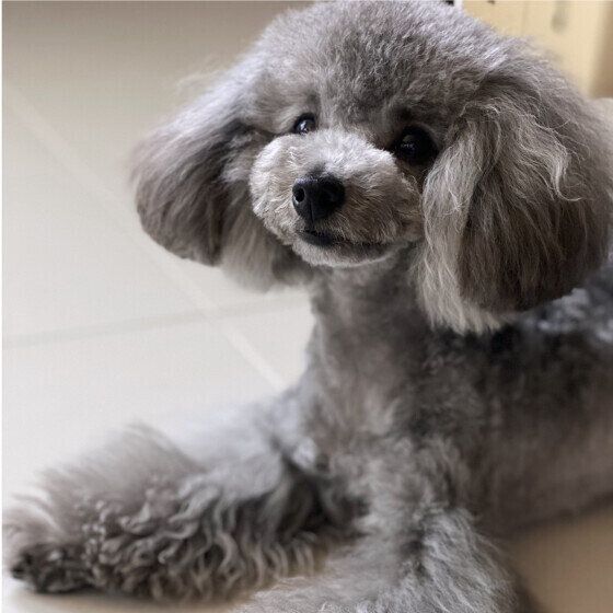 「グルーミング」と「トリミング」お手入れの違いとは いぬのきもち