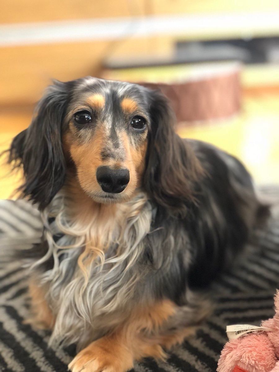 お部屋でくつろぐダックス