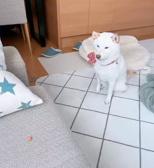 ハーネスをつけるための罠だと察しているおもちちゃん