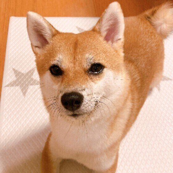 ご飯をおねだりする柴犬