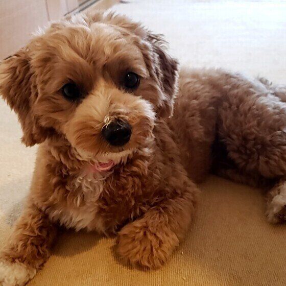 MIXのふくちゃん