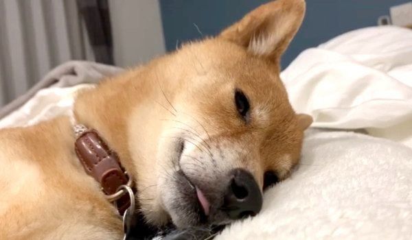 寝ぼける豆柴・カンナくん