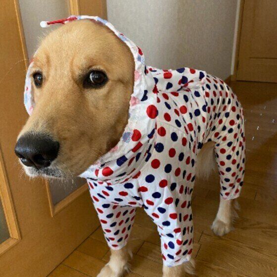 雨のお散歩から帰ったら愛犬をしっかり乾かすこと いぬのきもち