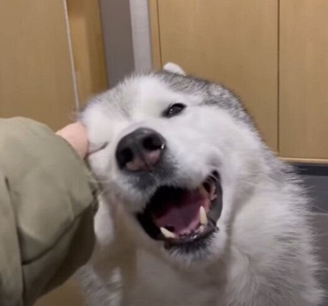 ニコニコすぎる お姉ちゃんに お散歩行く と言われて満面の笑みを浮かべるハスキー いぬのきもちweb Magazine ニコニコすぎる お姉ちゃんに お散歩行く と言われて満面の笑みを浮かべるハスキー いぬのきもちweb Magazine