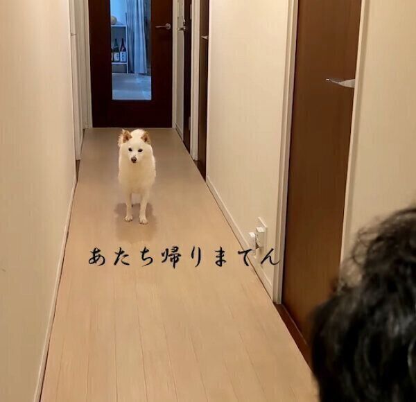 帰宅拒否をするシロちゃん