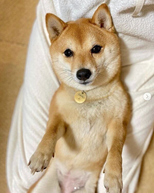 くつろぐまるこちゃん