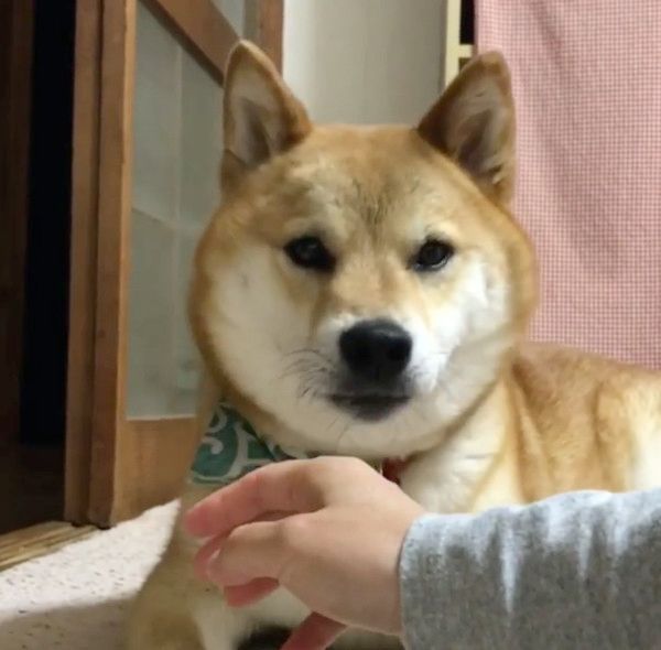 見つめる柴犬