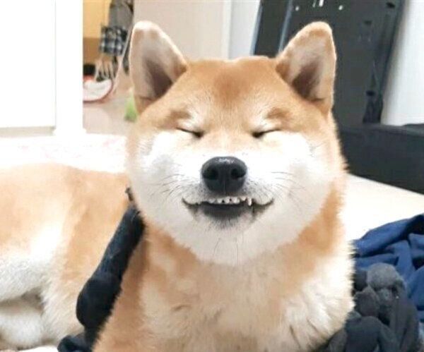 笑顔の練習をするこむぎくん