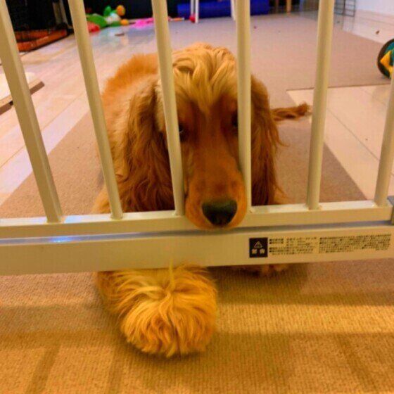 イングリッシュ・コッカー・スパニエルのニコくん