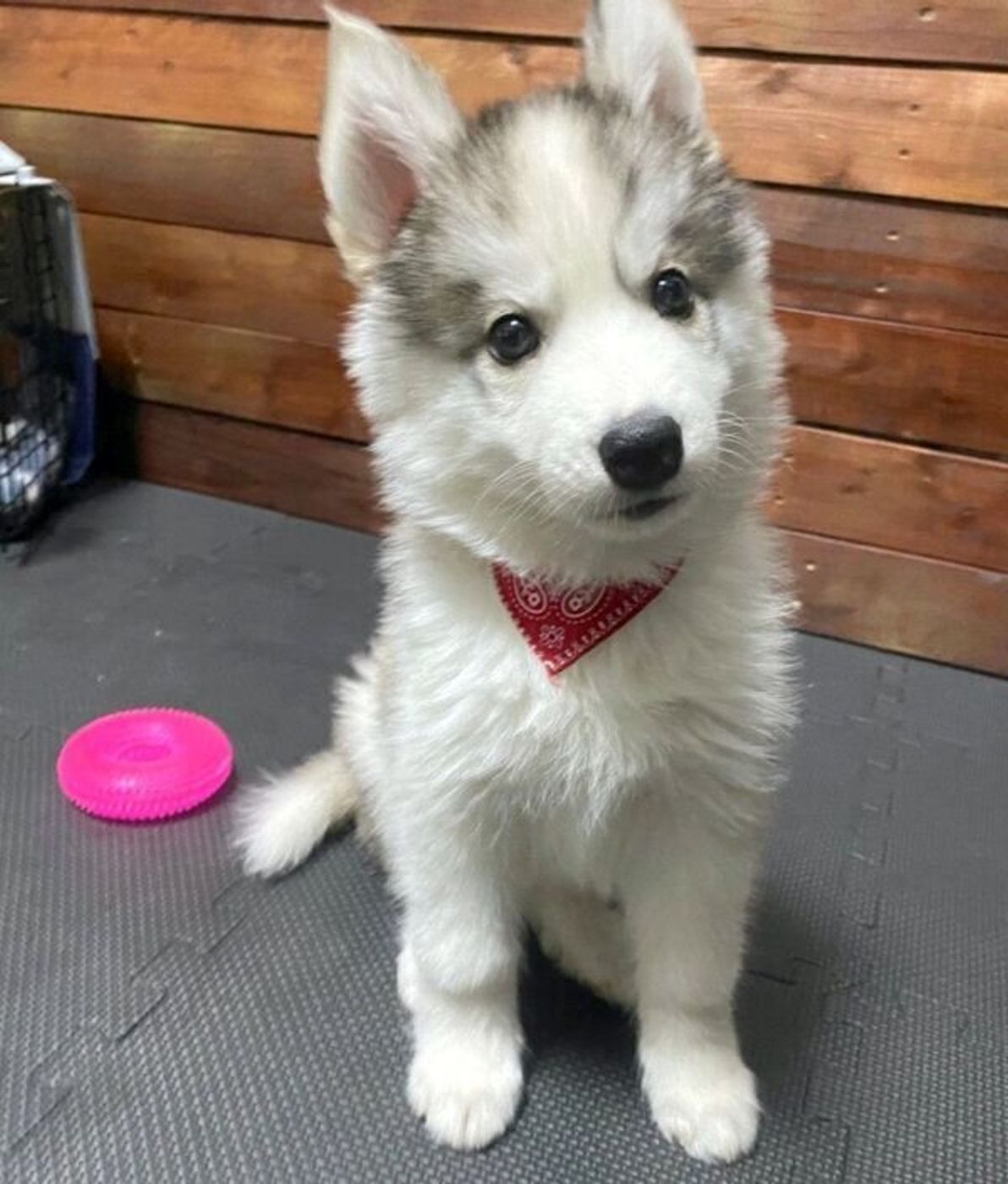 膝の上に乗るハスキーの子犬 1カ月後に同じポーズをしてみたら 成長ぶりに驚き いぬのきもちweb Magazine 膝の上に乗るハスキーの子犬 1カ月後に同じポーズをしてみたら 成長ぶりに驚き いぬのきもちweb Magazine