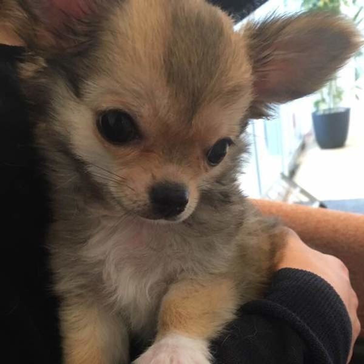 犬の食物アレルギーってどんな症状 皮膚のかゆみや赤みに要注意 いぬのきもちweb Magazine 犬の食物アレルギーってどんな症状 皮膚のかゆみや赤みに要注意 いぬのきもちweb Magazine