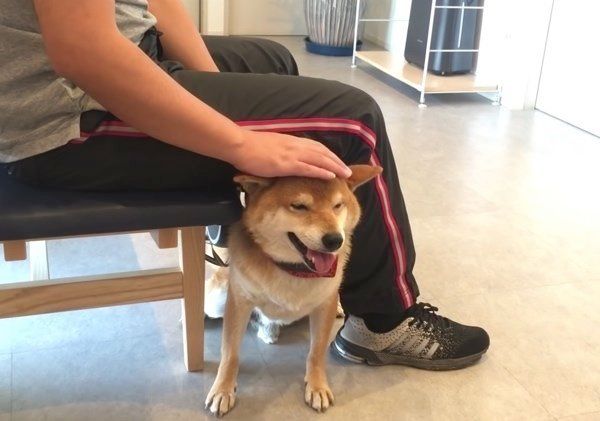 ナデナデを要求する柴犬