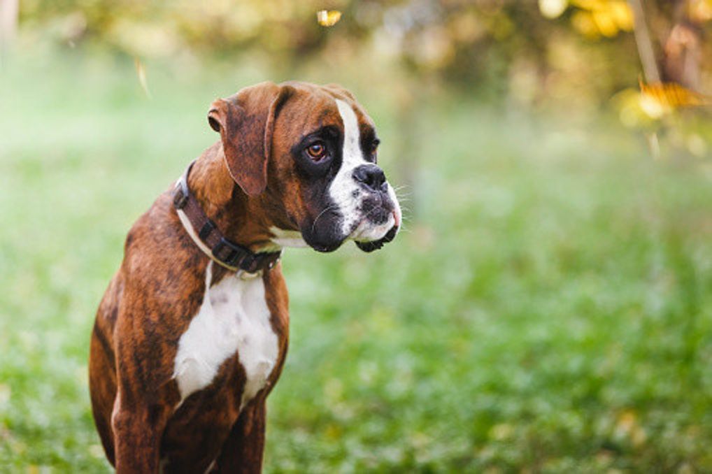 ボクサーの特徴と性格 飼い方 価格相場など 犬図鑑 いぬのきもちweb Magazine ボクサーの特徴と性格 飼い方 価格相場など 犬図鑑 いぬのきもちweb Magazine