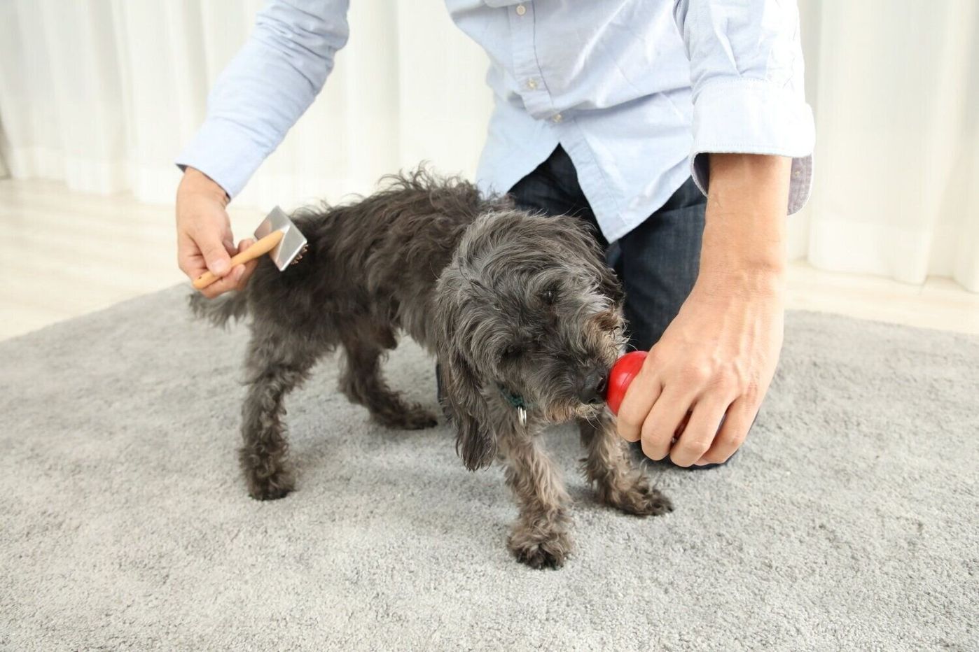 目ヤニ取りで噛む ブラッシングで噛む お手入れに噛む犬への対処法とは いぬのきもちweb Magazine 目ヤニ取りで噛む ブラッシングで噛む お手入れに噛む犬への対処法とは いぬのきもちweb Magazine