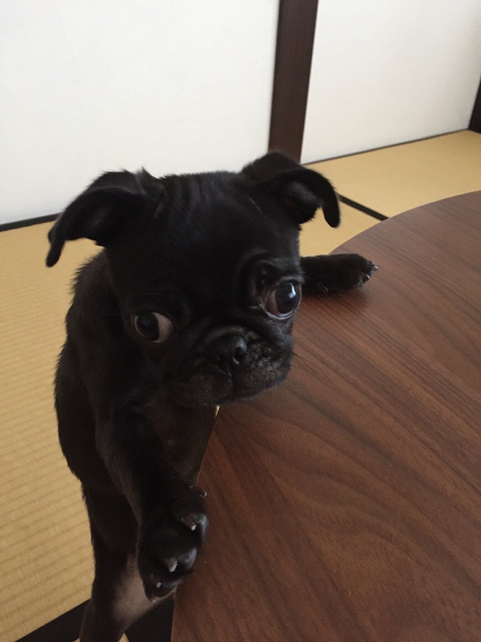 生後3カ月の犬