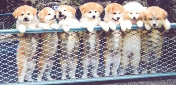 並ぶ秋田犬の子犬