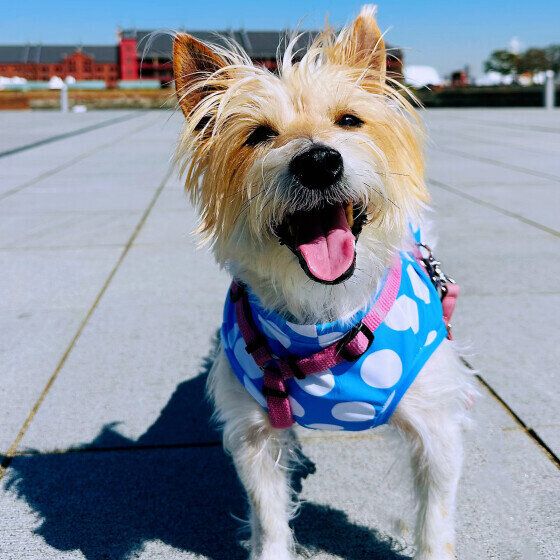 笑顔のジャック・ラッセル・テリア