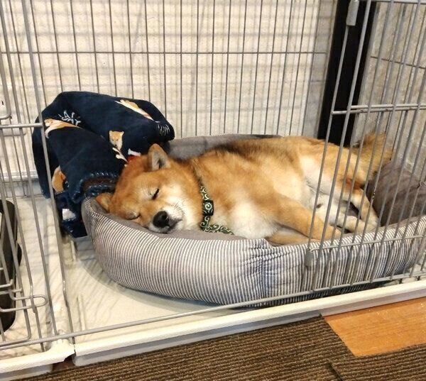 眠るおにぎりくん