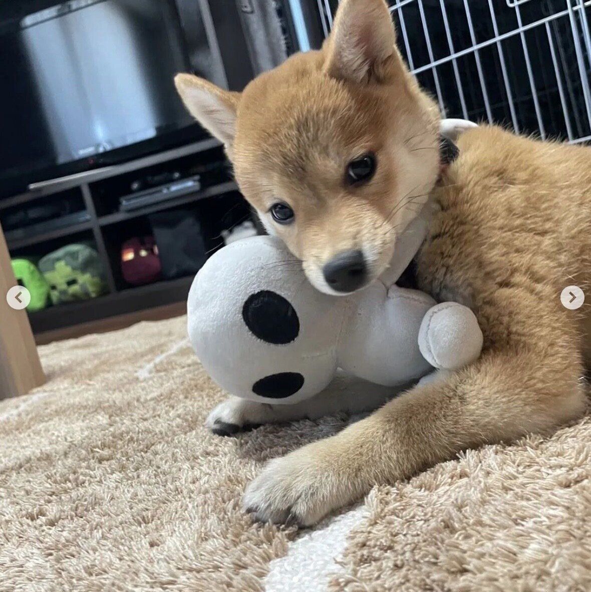 おもちゃで遊ぶあじたまちゃん