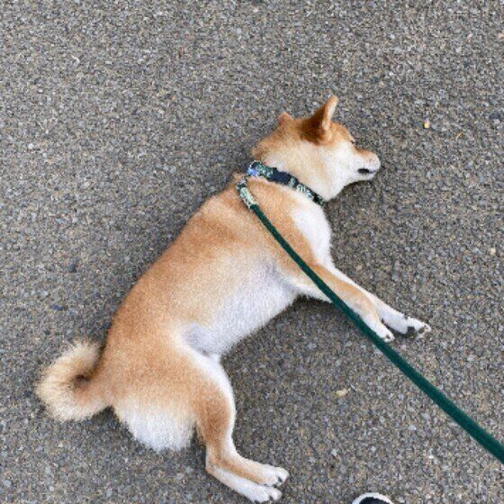 こうちゃん（柴）