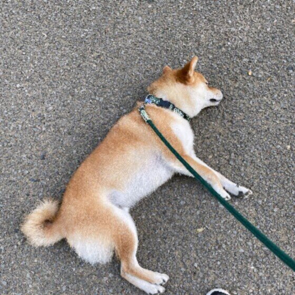 犬の散歩嫌い どうしたらいい 散歩中動かなくなる犬たち いぬのきもちweb Magazine 犬の散歩嫌い どうしたらいい 散歩中動かなくなる犬たち いぬのきもちweb Magazine