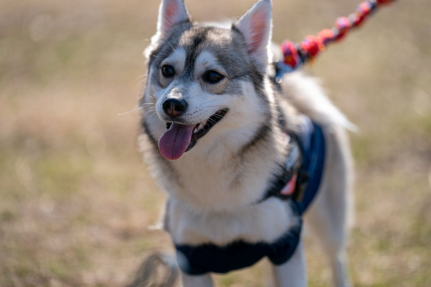 犬と一緒に川をキレイに リバ犬清掃活動 に参加してきました いぬねこボランティア部活動報告 いぬのきもちweb Magazine 犬と一緒に川をキレイに リバ犬清掃活動 に参加してきました いぬねこボランティア部活動報告 いぬのきもちweb Magazine