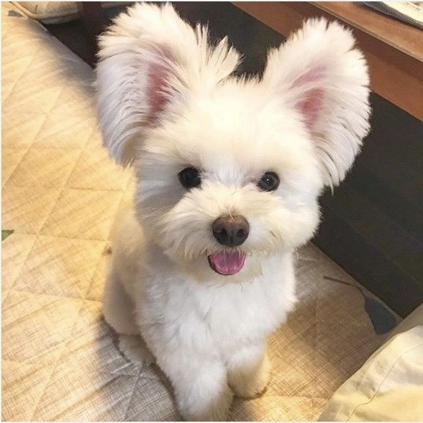 イヤイヤワンコ