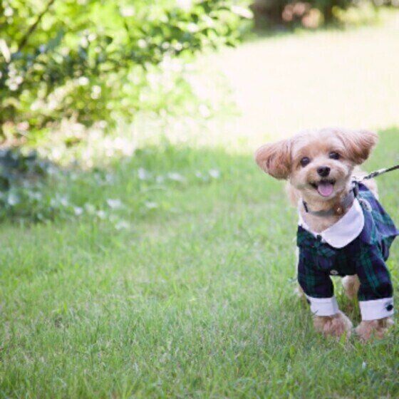 散歩中のミックス犬