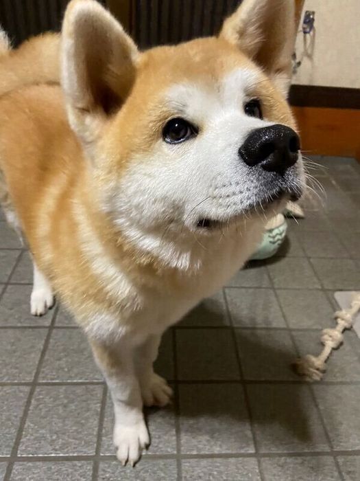 おやつを見つめるむう太くん