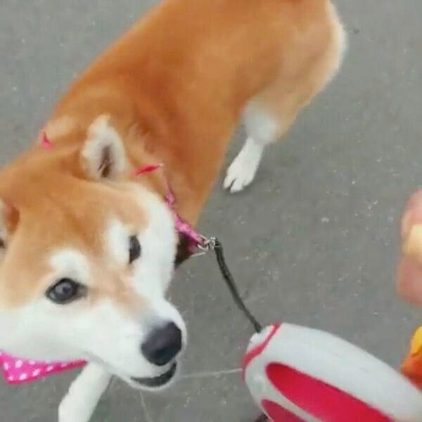 前を見ずに歩くチコちゃん