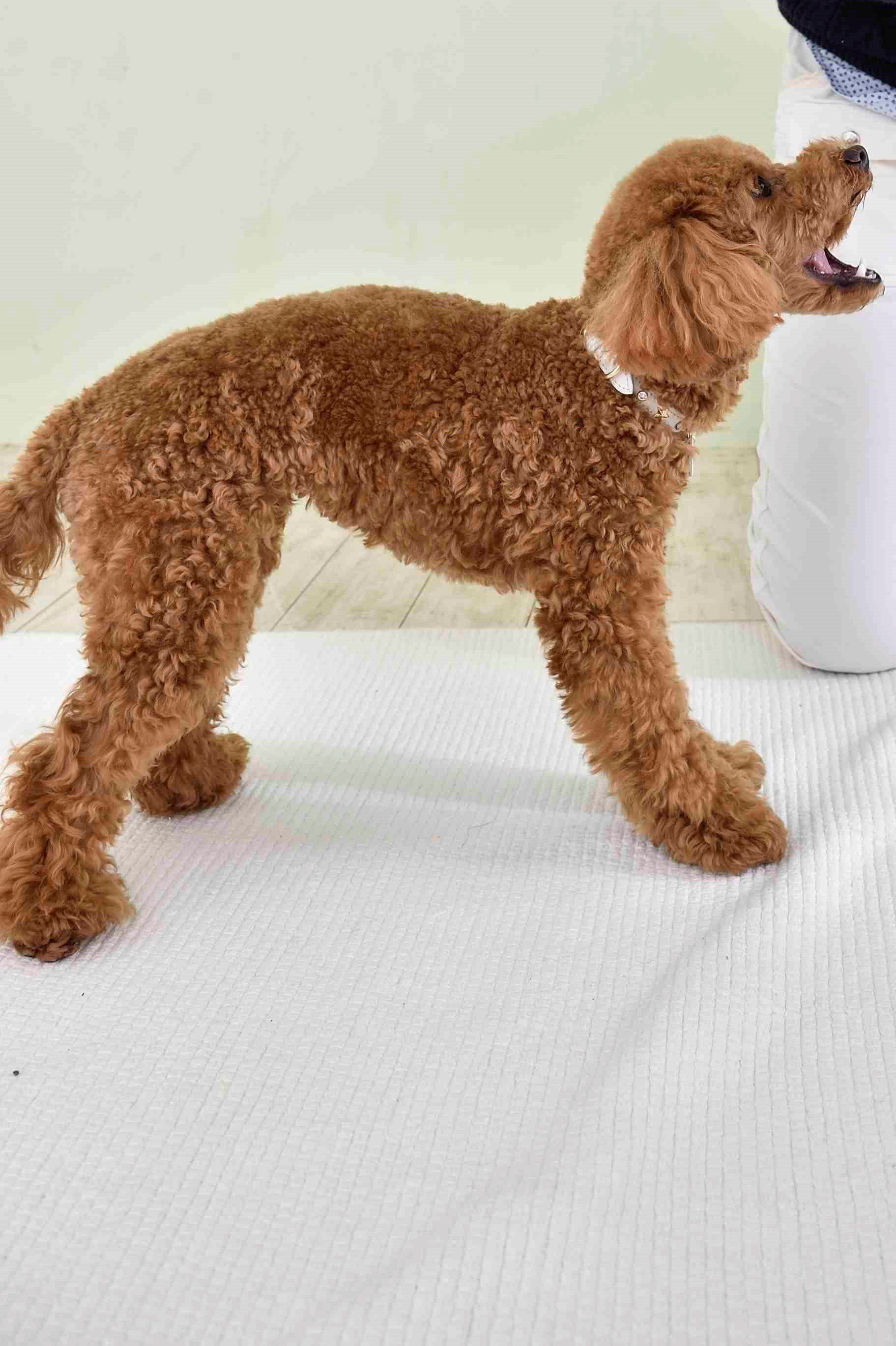 ↑クレートに入れない犬の傾向⇒トイレ覚えない、いたずら減らない、留守番できない、要求吠えなどなど