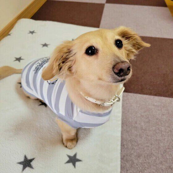 新しい洋服を着るミニチュア・ダックスフンド