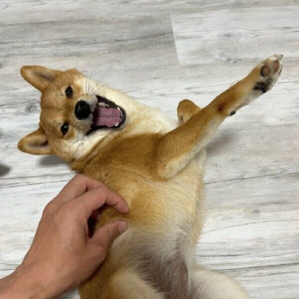 なでられて満面の笑みを浮かべるもなかちゃん