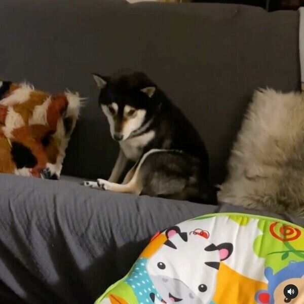 ソファをゲットしたココちゃん